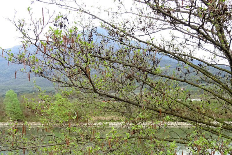 Alnus glutinosa - Betulaceae (Ontano nero)